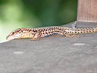 Lezard (Photo F. Mrugala) (2)